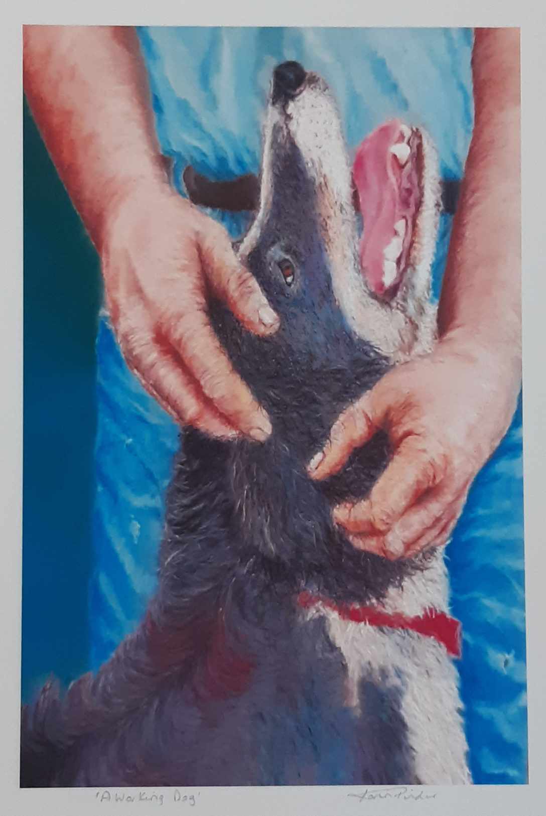 A Working Dog Border Collie Wall Art 2 Sizes